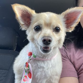 Paw Wow - Pet Groomers Near Me - Las Vegas, Nevada Paw Wow - Pet Groomers Near Me - Las Vegas, Nevada