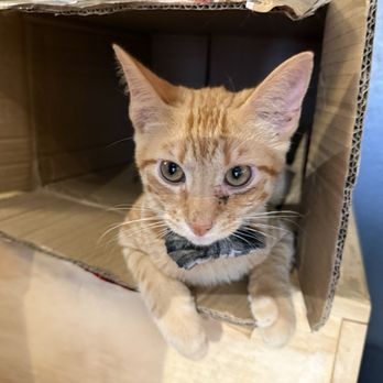 Denver Cat Company - Coffee & Tea Near Me - Denver, Colorado
