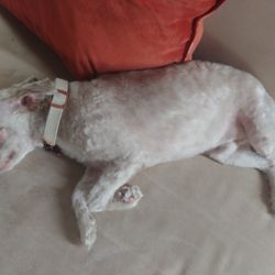 Anthony's Dog Grooming - My doggie