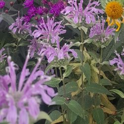 Queens Ny Native Plants