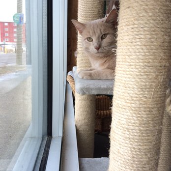 Nine Lives Cat Cafe - Watching the world go by - Coffee & Tea Near Me - Indianapolis, Indiana Nine Lives Cat Cafe - Watching the world go by - Coffee & Tea Near Me - Indianapolis, Indiana