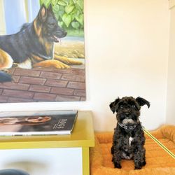 Good Dog Cafe