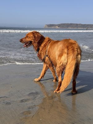 Coronado Dog Beach by null