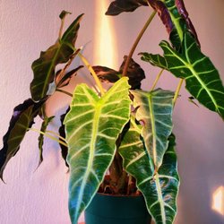 Planttas Plant Shop