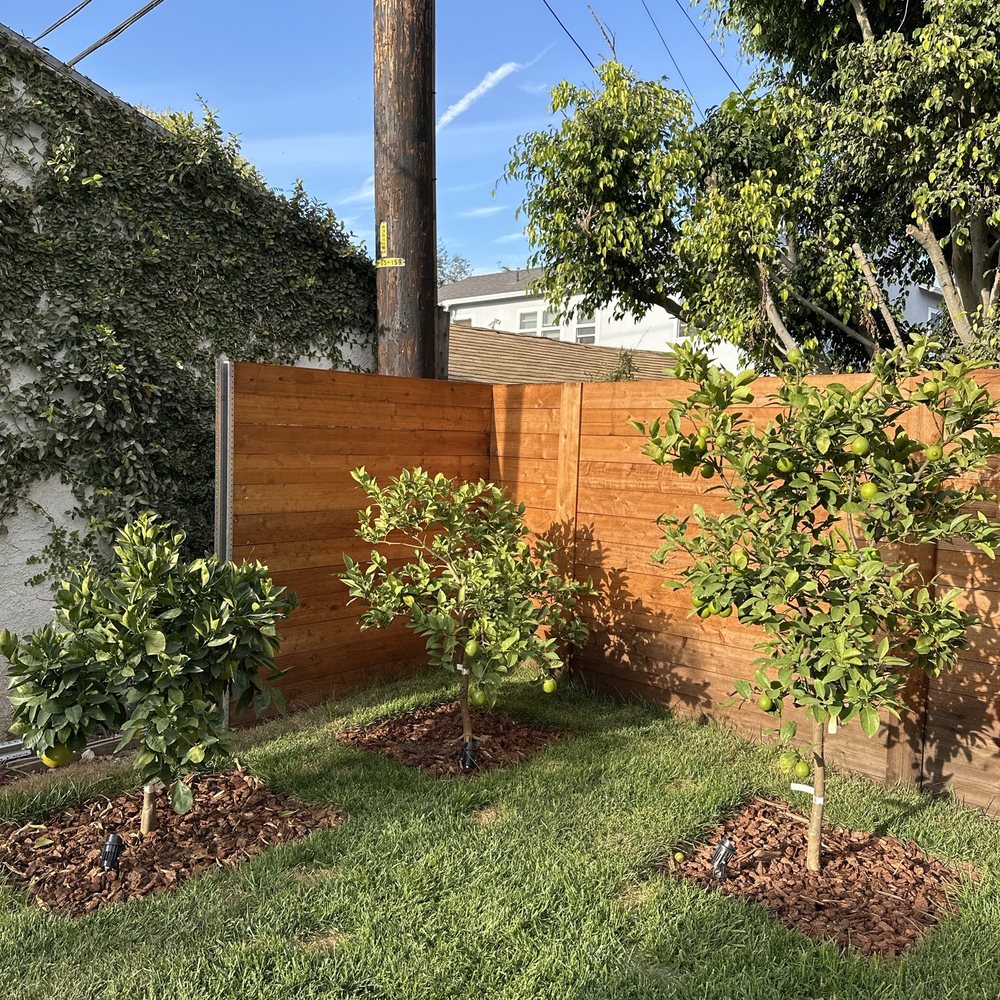 Orange, lemon, lime trees