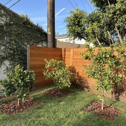 Orange, lemon, lime trees