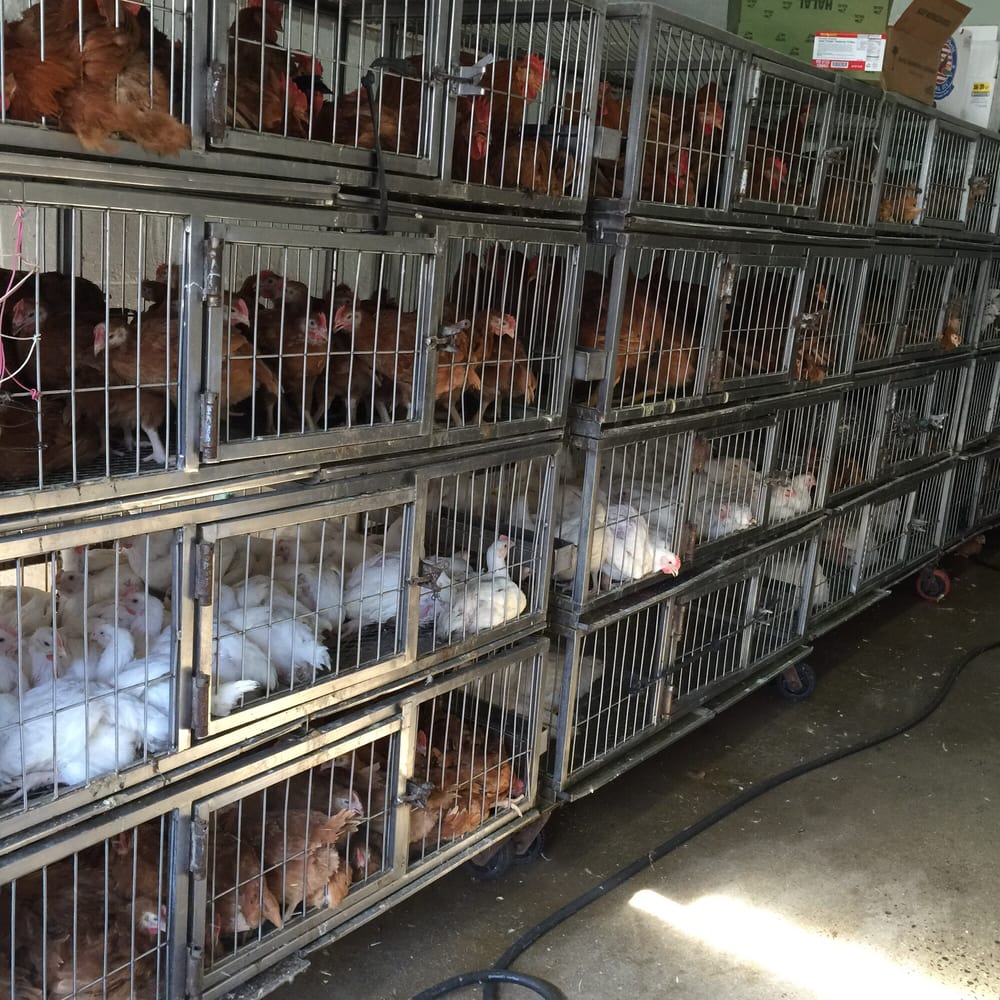 ALNOOR HALAL MEAT MARKET Updated September 2024 149 21st St