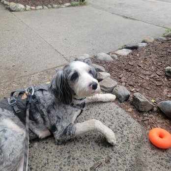 Blue River Bistro - Dog friendly patio - New American Near Me - Breckenridge, Colorado Blue River Bistro - Dog friendly patio - New American Near Me - Breckenridge, Colorado
