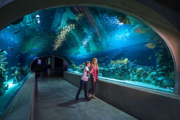 OdySea Aquarium by null