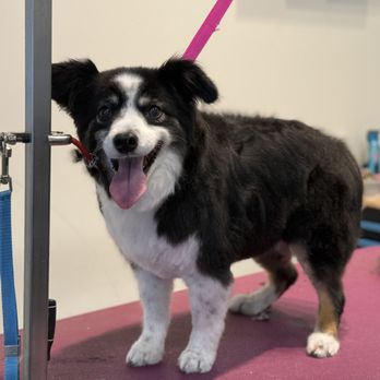Top Shelf Grooming - Pet Groomers Near Me - Edwards, Colorado Top Shelf Grooming - Pet Groomers Near Me - Edwards, Colorado