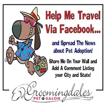 Groomingdales - groomingdales pet salon 340 budlong rd Cranston RI 02920 - Pet Groomers Near Me - Cranston, Rhode Island Groomingdales - groomingdales pet salon 340 budlong rd Cranston RI 02920 - Pet Groomers Near Me - Cranston, Rhode Island