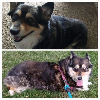 Squeaky Paws Grooming - Vicki did an amazing job on this corgi, she is so happy to have gotten that much needed haircut. - Pet Groomers Near Me - Carson City, Nevada Squeaky Paws Grooming - Vicki did an amazing job on this corgi, she is so happy to have gotten that much needed haircut. - Pet Groomers Near Me - Carson City, Nevada