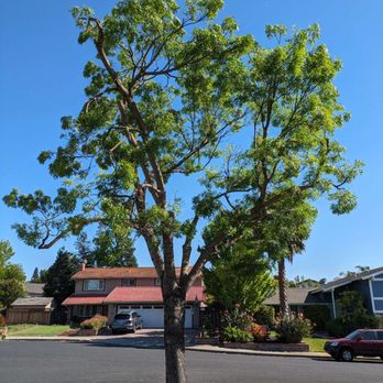 JMV Tree Service - Ash tree trimmed to have a good shape, and removed all dead branches - Tree Services Near Me - Hayward, California