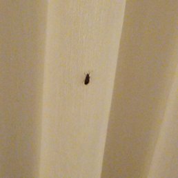 Bug