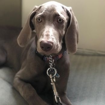 York Veterinary Center - George Bernard's 5 month old Charlie, a female Weimaraner, benefiting greatly from Dr. Herman's expert veterinary care. - Veterinarians Near Me - New York, New York