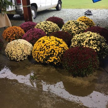 Durham Farmers' Market - Mums - Farmers Market Near Me - Durham, North Carolina Durham Farmers' Market - Mums - Farmers Market Near Me - Durham, North Carolina