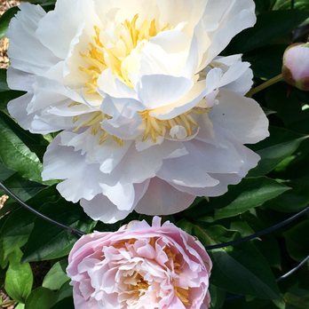 CharMarron Peony Nursery - Nurseries & Gardening Near Me - San Jose, California CharMarron Peony Nursery - Nurseries & Gardening Near Me - San Jose, California