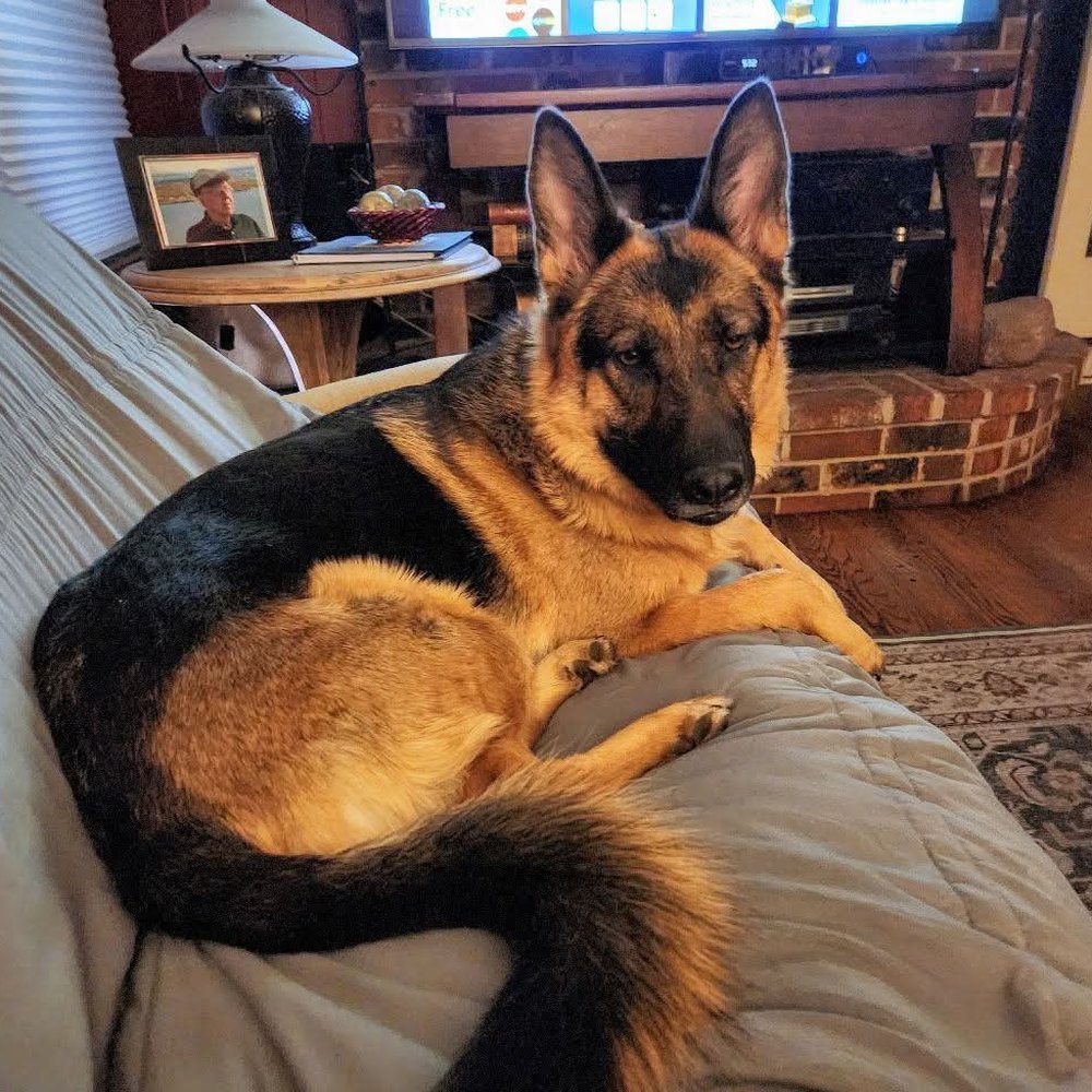 Second City Canine Rescue - Grace adopted SCCR June 2024. - Animal Shelters Near Me - Palatine, Illinois