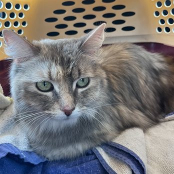 Catington Cat Grooming - All clean! - Pet Groomers Near Me - Sherman Oaks, California Catington Cat Grooming - All clean! - Pet Groomers Near Me - Sherman Oaks, California
