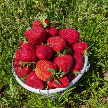 Sunshine Farms - Mmmmmmm!!! They smell as heavenly as they look!! - Farms Near Me - Maplesville, Alabama Sunshine Farms - Mmmmmmm!!! They smell as heavenly as they look!! - Farms Near Me - Maplesville, Alabama