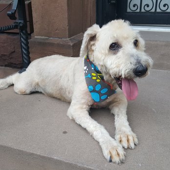 Pampered Paws - Pet Sitting Near Me - Brooklyn, New York Pampered Paws - Pet Sitting Near Me - Brooklyn, New York