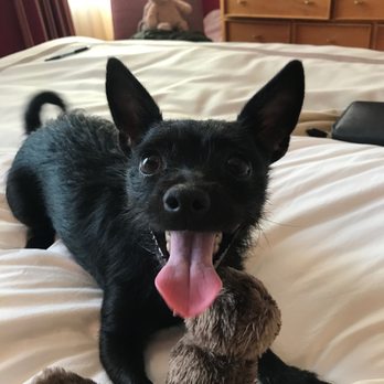 Bark Busters Home Dog Training Manhattan - Pet Training Near Me