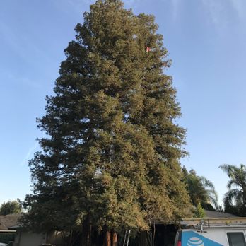 Michael's Tree Service - I am that little red dot at the top of that Redwood! KernCity.com - Tree Services Near Me - Bakersfield, California Michael's Tree Service - I am that little red dot at the top of that Redwood! KernCity.com - Tree Services Near Me - Bakersfield, California