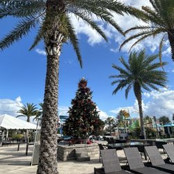 Balmoral Bar & Grill - Christmas tree it is December