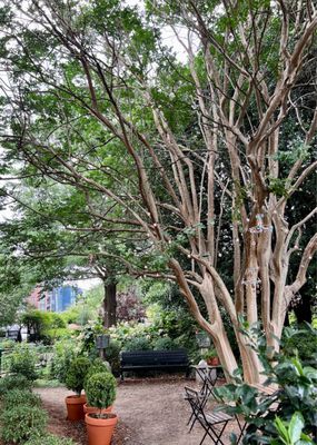 McGill Rose Garden by null