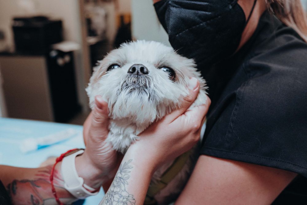 ABQ MOBILE VET Updated July 2024 1601 Eubank Blvd NE, Albuquerque