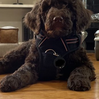 Goldendoodle Puppies - Pet Breeders Near Me - Franklin, Tennessee
