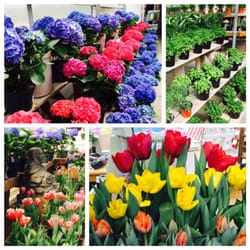 Halas Farm Market - Our greenhouse is bursting with colorful flowers , herbs , & much more !