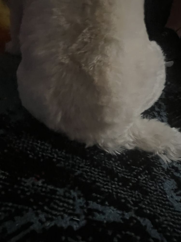 DOG’S DAY OUT Updated September 2024 39 Photos & 13 Reviews 1580