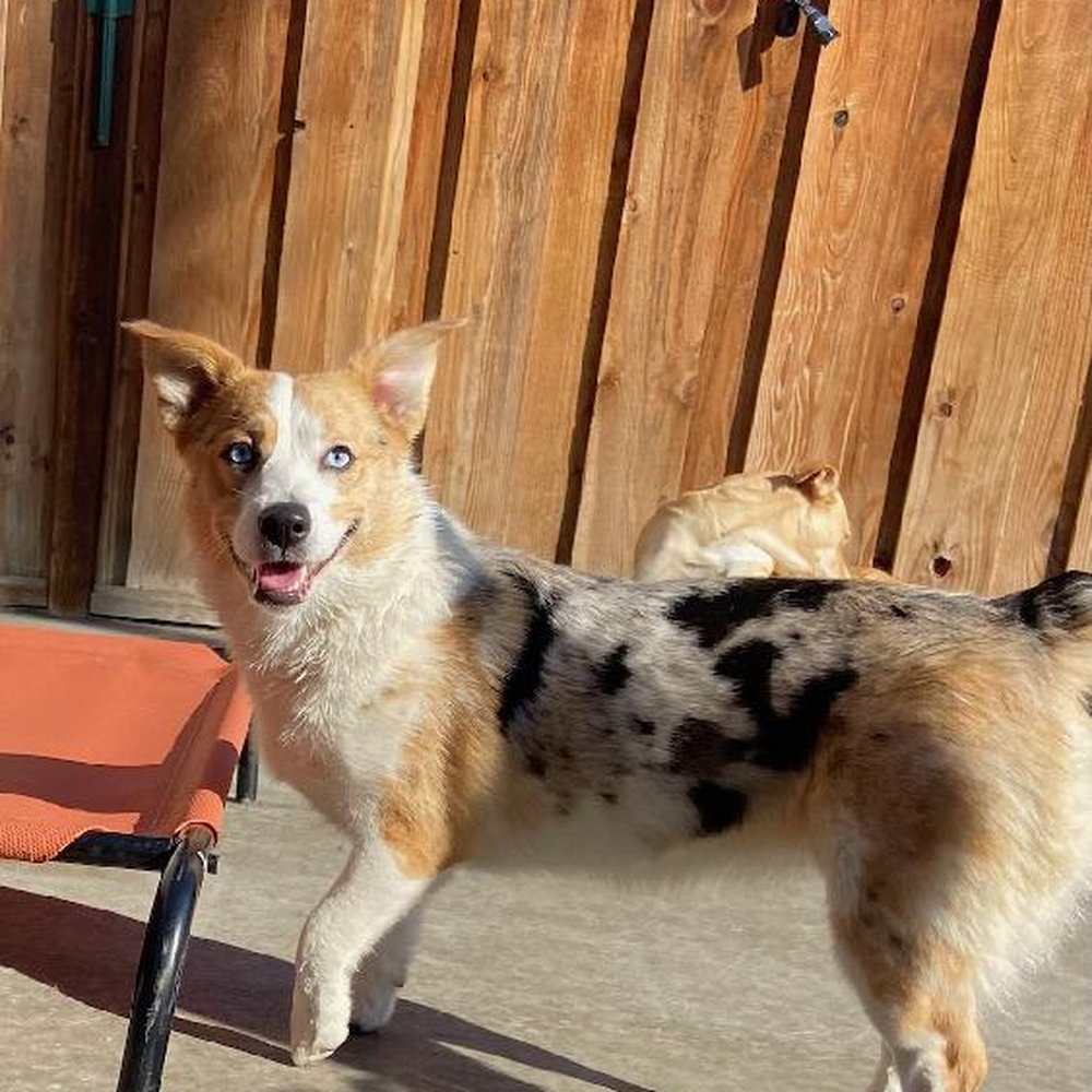 Vegas playing on the back patio. Vegas playing on the back patio.