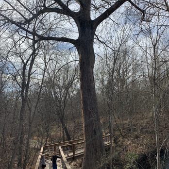McKinney Falls State Park - Old Baldy tree - Parks Near Me - Austin, Texas McKinney Falls State Park - Old Baldy tree - Parks Near Me - Austin, Texas
