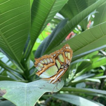 Butterfly Pavilion - Museums Near Me - Westminster, Colorado
