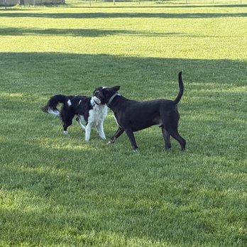 K9 Revolution - Pet Training Near Me - Westminster, Colorado K9 Revolution - Pet Training Near Me - Westminster, Colorado