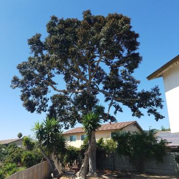 Arbor Task Tree Service - Tree Services Near Me - Lemon Grove, California Arbor Task Tree Service - Tree Services Near Me - Lemon Grove, California