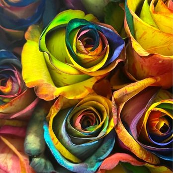 Leaf & Blossom - Florists Near Me - Orlando, Florida Leaf & Blossom - Florists Near Me - Orlando, Florida