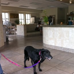 Lexi Dogg at Maui Veterinary Clinic, just inside the front door. Nice large waiting room with two separate areas for seating. Lexi Dogg at Maui Veterinary Clinic, just inside the front door. Nice large waiting room with two separate areas for seating.