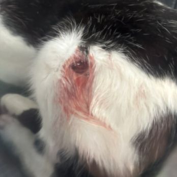 Veterinary Emergency Group - This is before - Emergency Pet Hospital Near Me - San Ramon, California