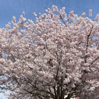 Uptown Mall - Cherry blossoms - Shopping Centers Near Me - Victoria, British Columbia