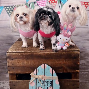 True Emotions Photography - Happy Easter ! - Pet Photography Near Me - Upland, California True Emotions Photography - Happy Easter ! - Pet Photography Near Me - Upland, California
