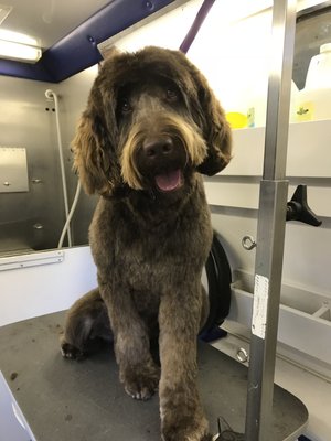 critter cleaners mobile grooming