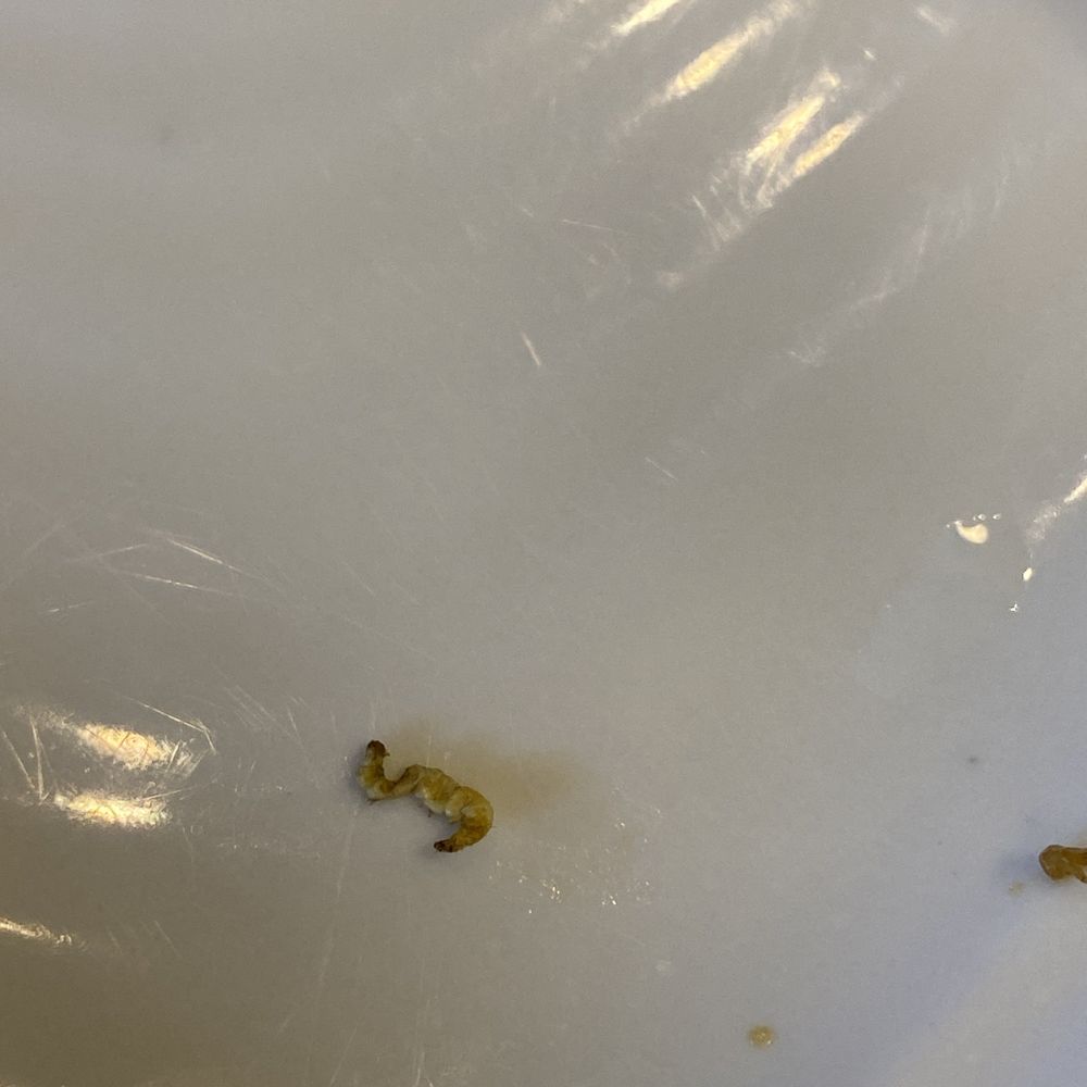 Something on my broccoli  gross