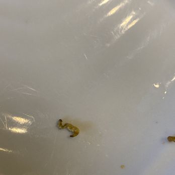 Rice Express - Something on my broccoli gross - Chinese Near Me - Anna, Texas Rice Express - Something on my broccoli gross - Chinese Near Me - Anna, Texas