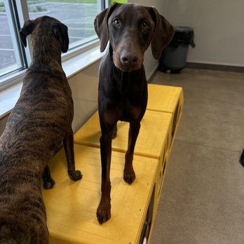 PetSuites Mason - Pringle and Bailey - Pet Boarding Near Me - Mason, Ohio