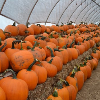 Mi Garden Spot - rows of pumpkins in a greenhouse - Fruits & Veggies Near Me - Interlochen, Michigan Mi Garden Spot - rows of pumpkins in a greenhouse - Fruits & Veggies Near Me - Interlochen, Michigan