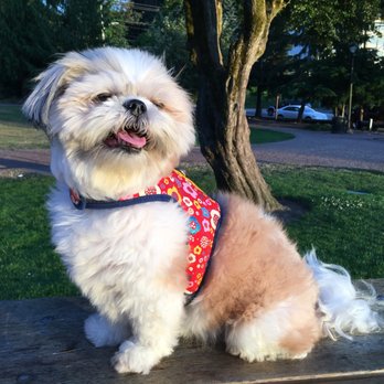 Green Dog Grooming - Pet Groomers Near Me - Kent, Washington