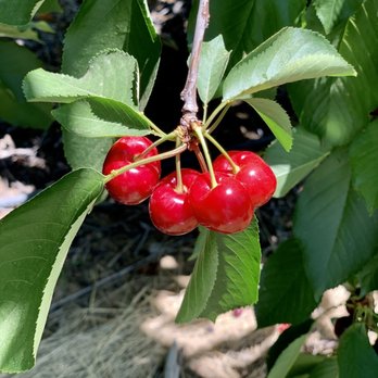 Chavez U-Pick Cherries - The cherries are cherry - Pick Your Own Farms Near Me - Brentwood, California Chavez U-Pick Cherries - The cherries are cherry - Pick Your Own Farms Near Me - Brentwood, California